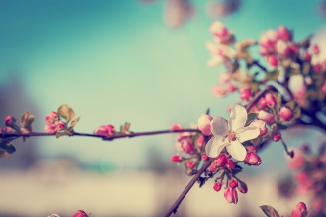 Blossom tree over nature background